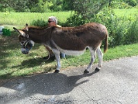 2016-07 Road Runner Classic 8K at Maybury State Park  2016-07 Road Runner Classic 8K at Maybury State Park : 8K, kasdorf, race, running